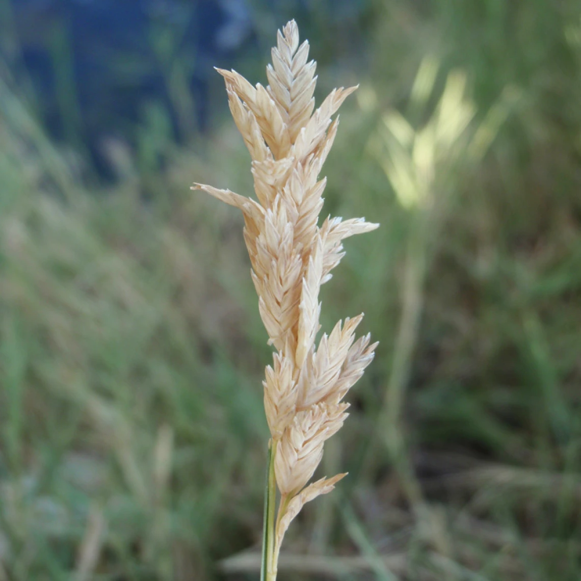 Distichlis spicata seed head