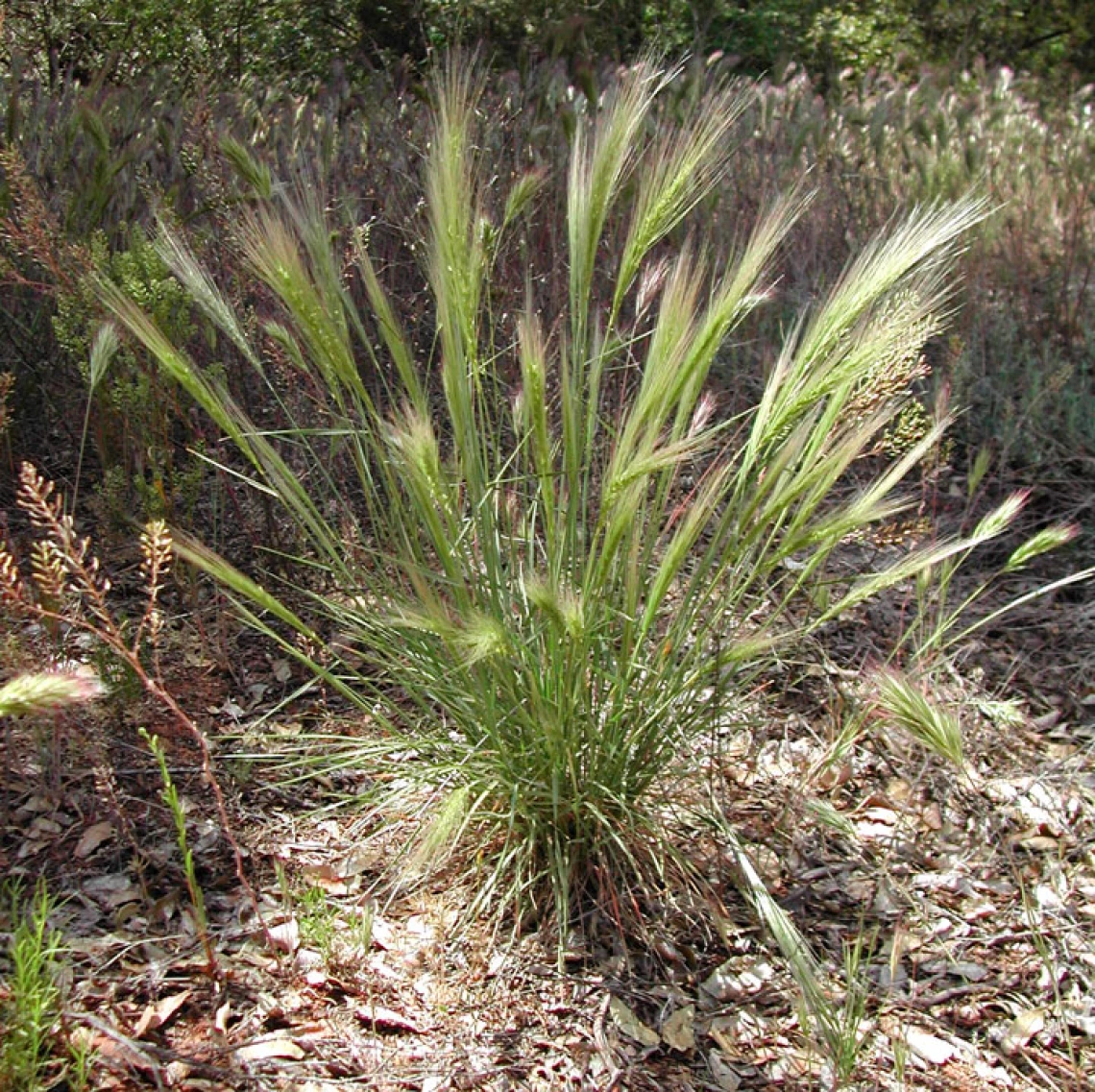 Elymus elymoides