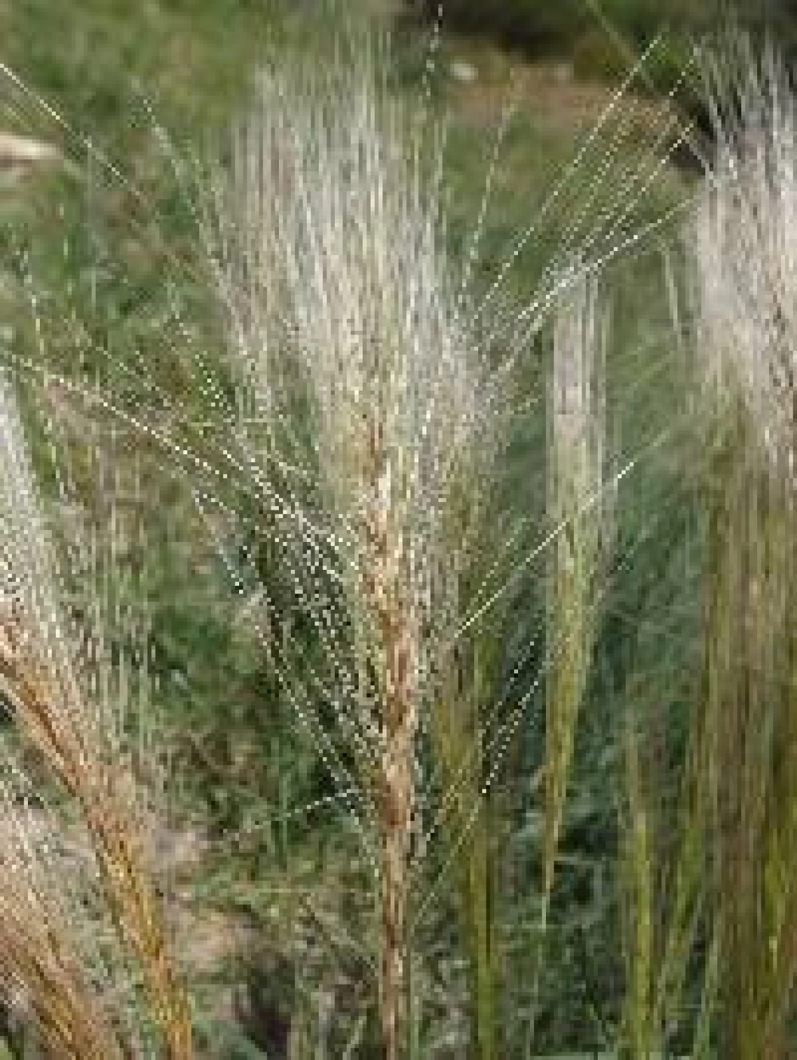 Elymus elymoides 