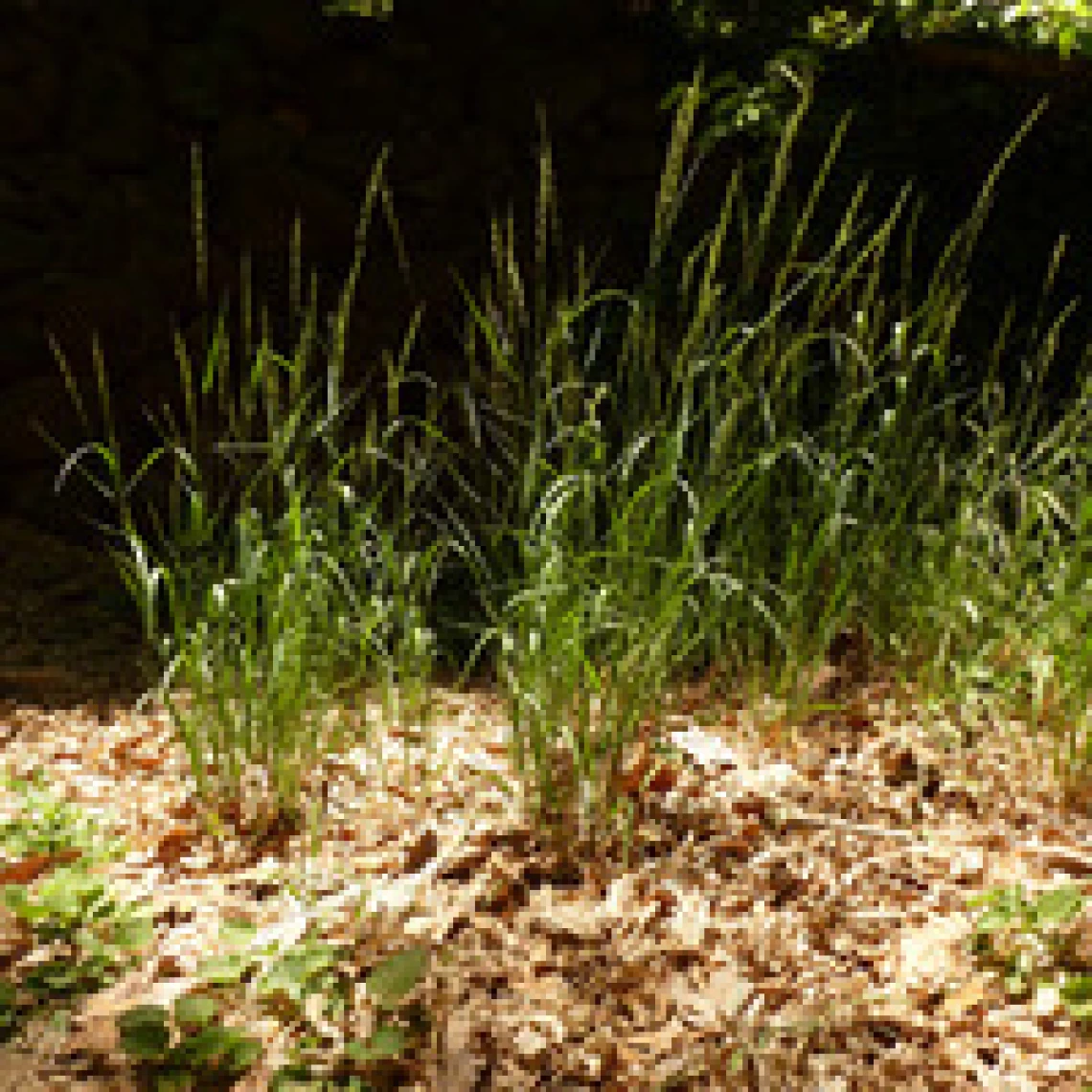 Elymus glaucus
