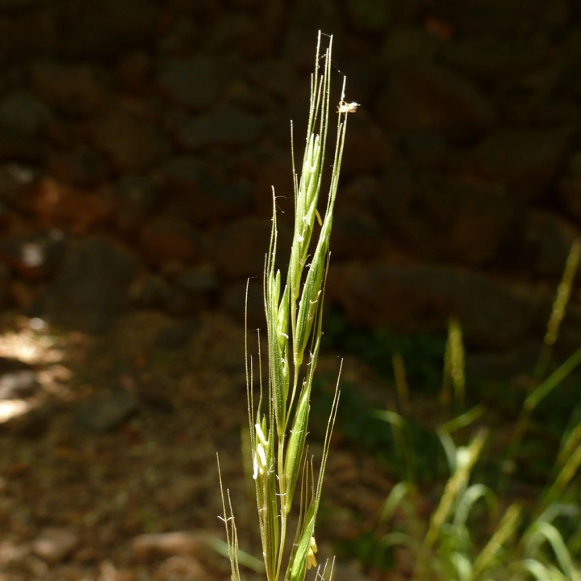 Elymus glaucus