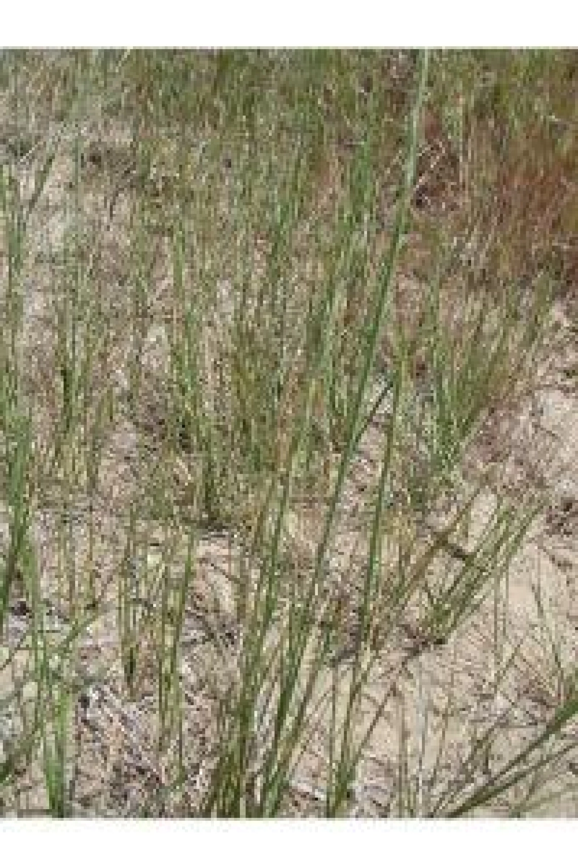Elymus lanceolatus