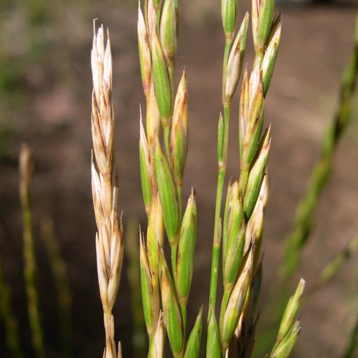Elymus trachycaulus