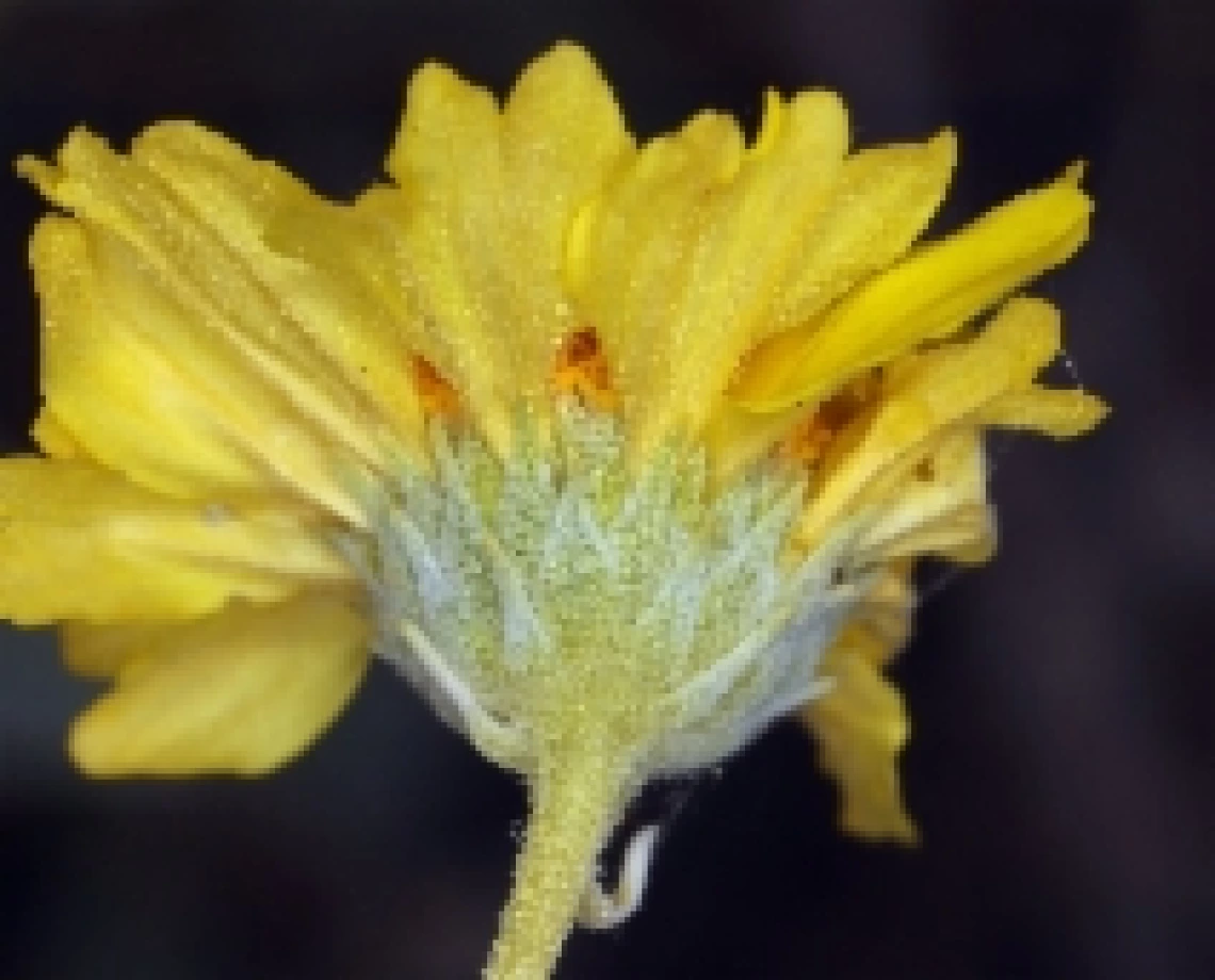 Encelia actoni