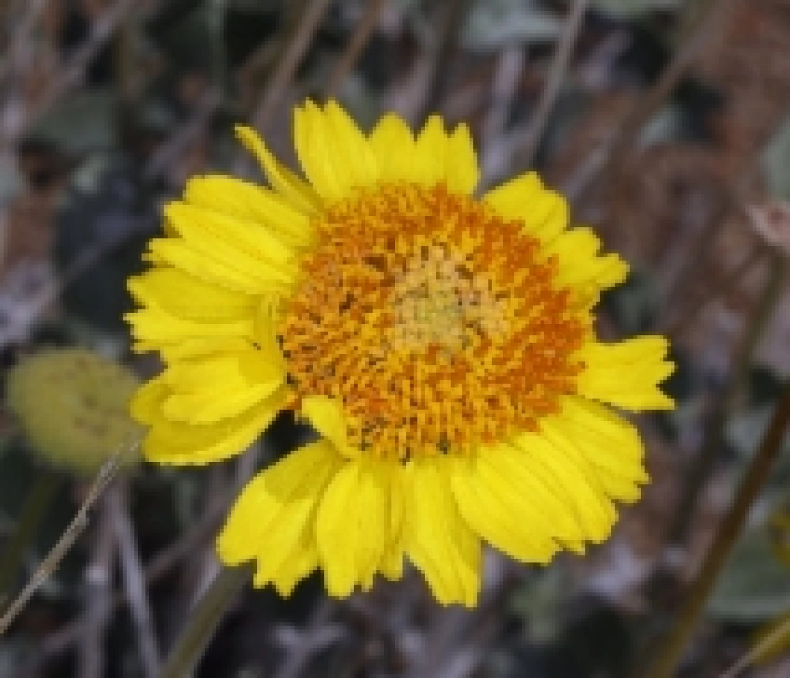 Encelia actoni