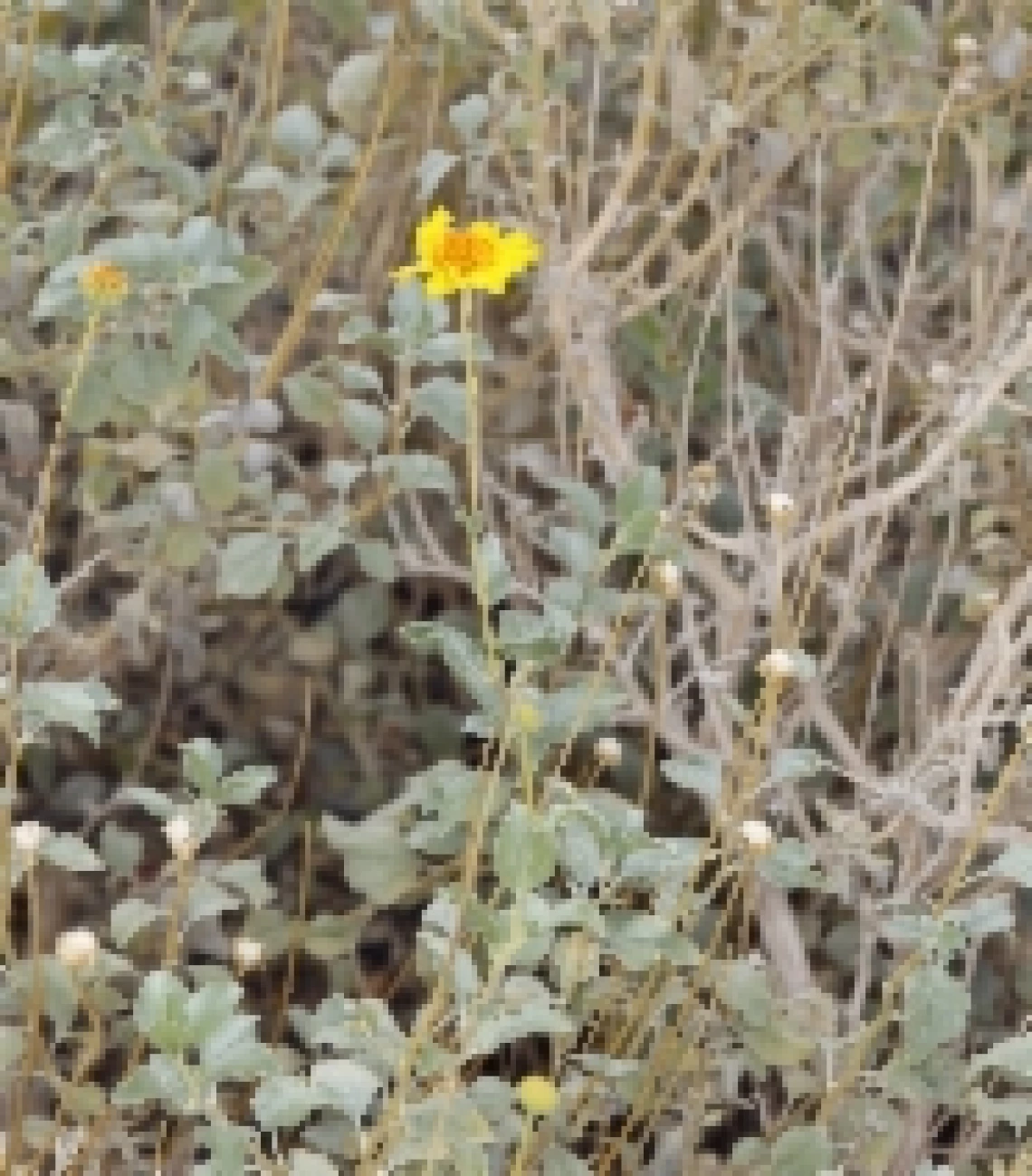 Encelia actoni
