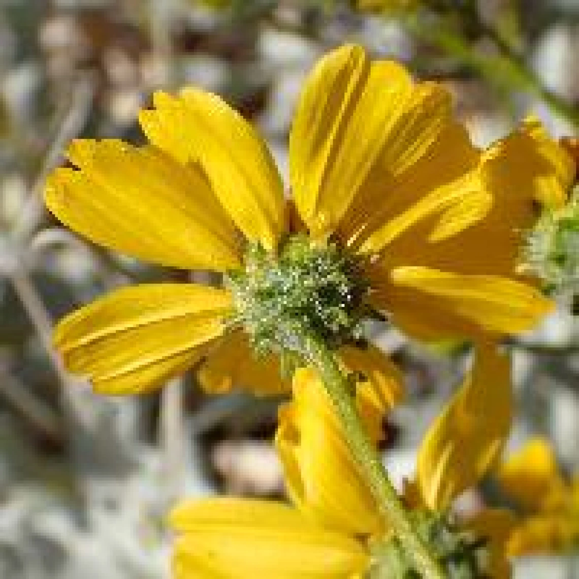 Encelia farinosa