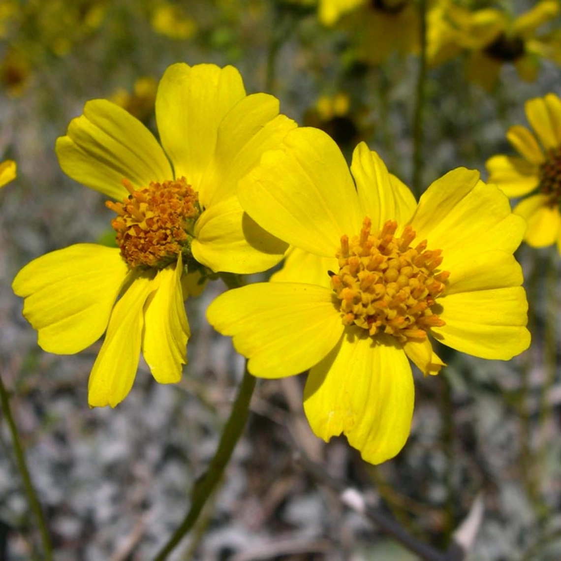 Encelia farinosa