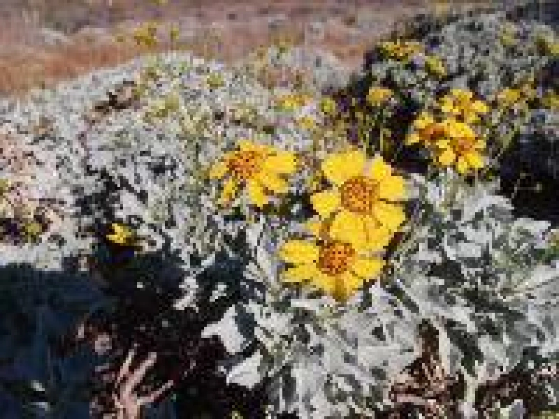 Encelia farinosa
