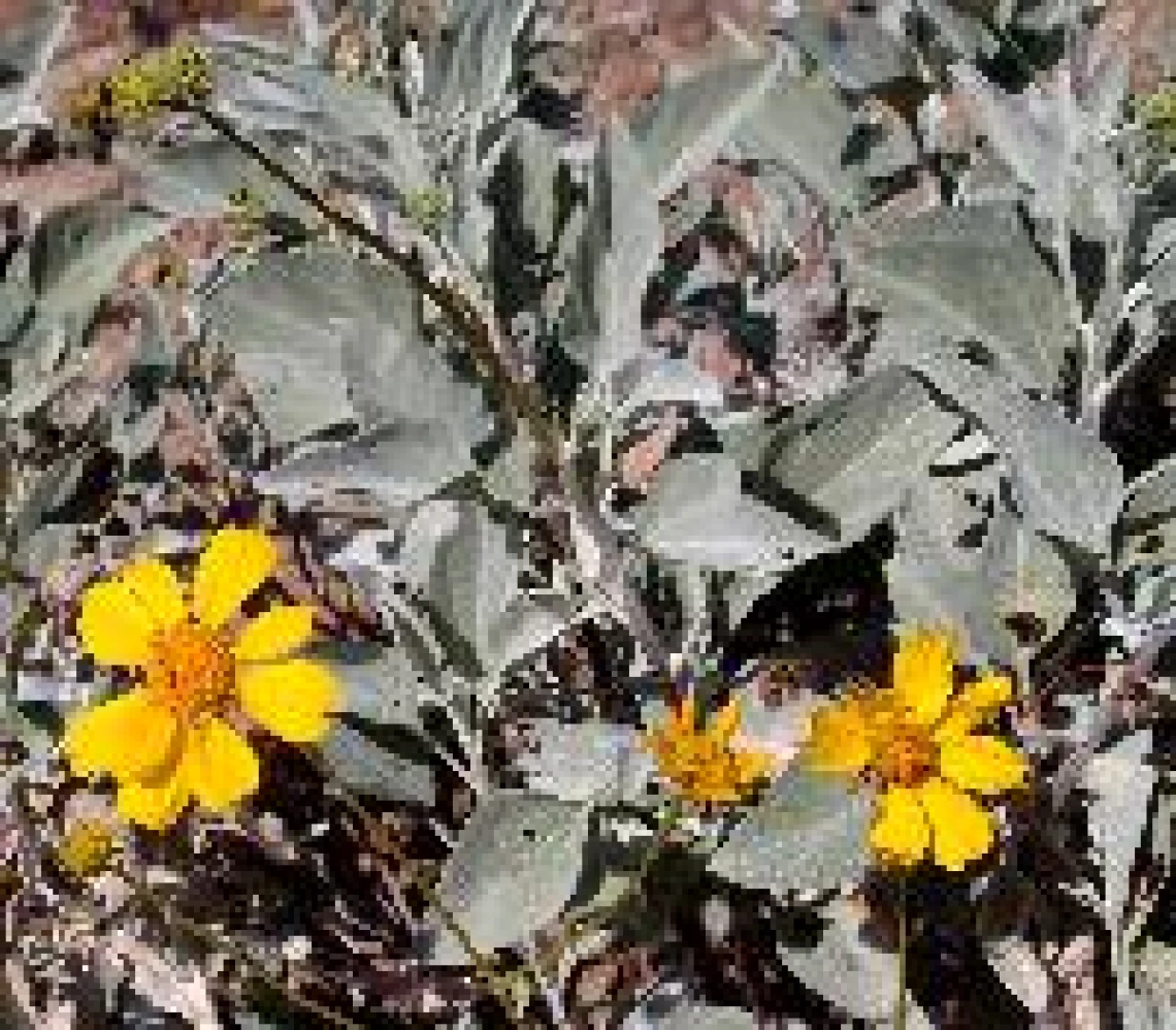 Encelia farinosa