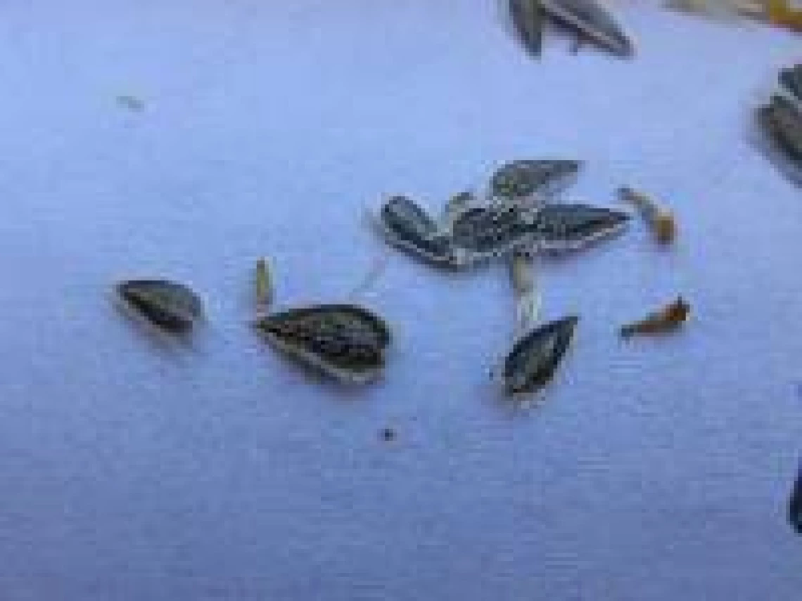 Encelia farinosa