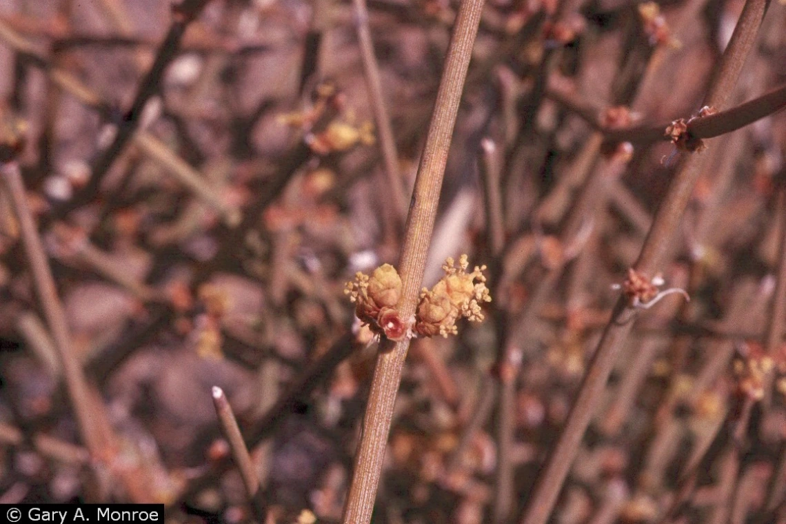 Ephedra nevadensis