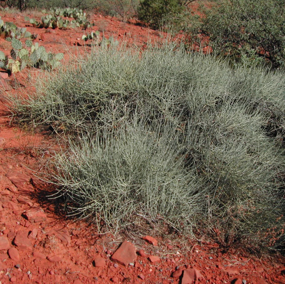 Ephedra nevadensis