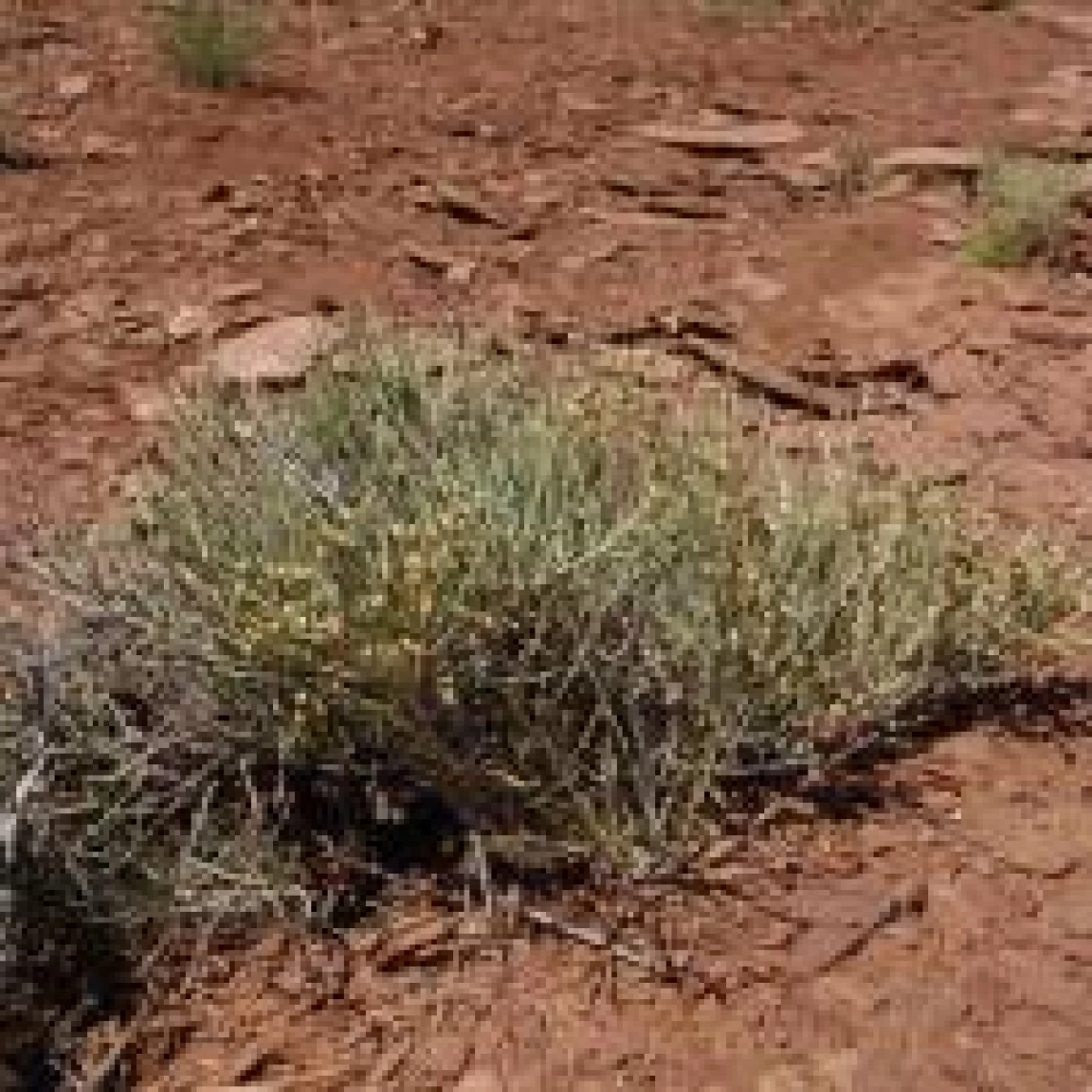 Ephedra torreyana