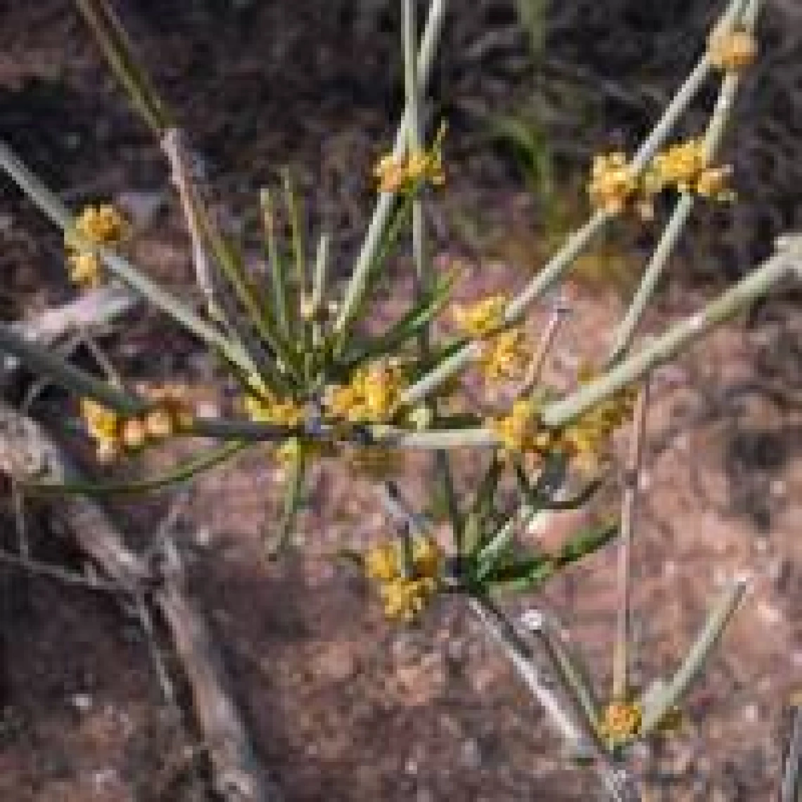 Ephedra torreyana