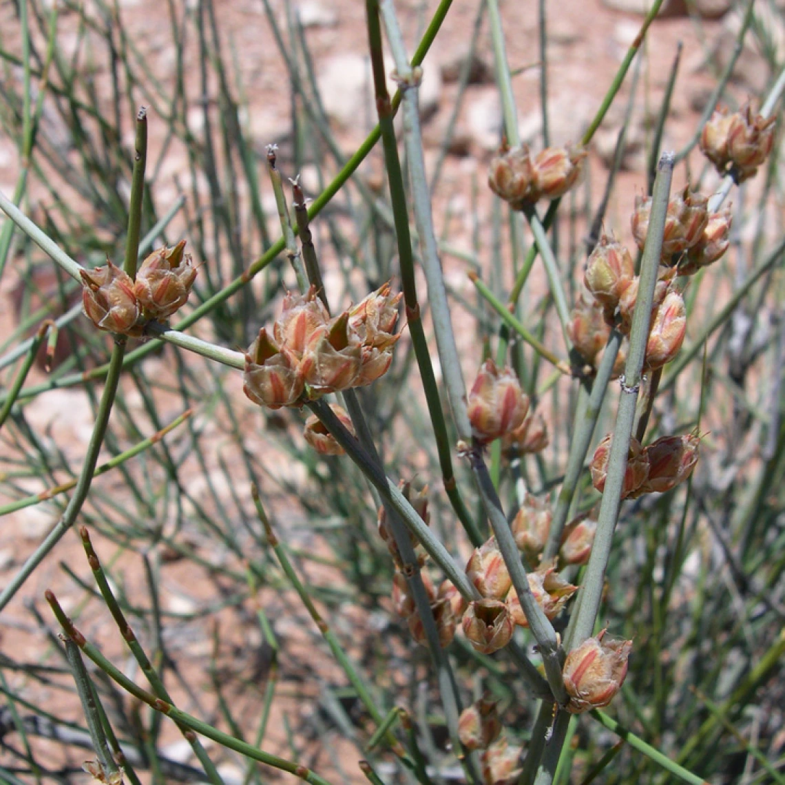 Ephedra torreyana