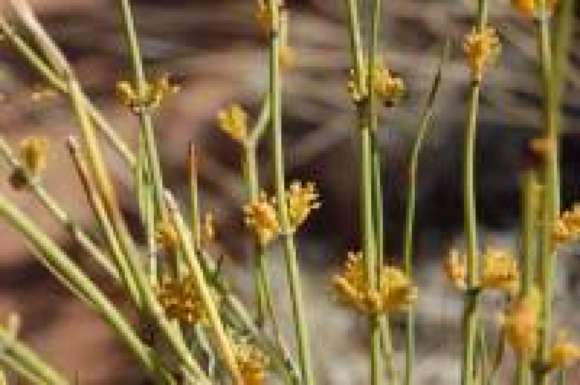 Ephedra viridis Fruiting Body