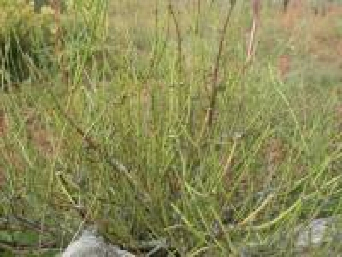 Ephedra viridis