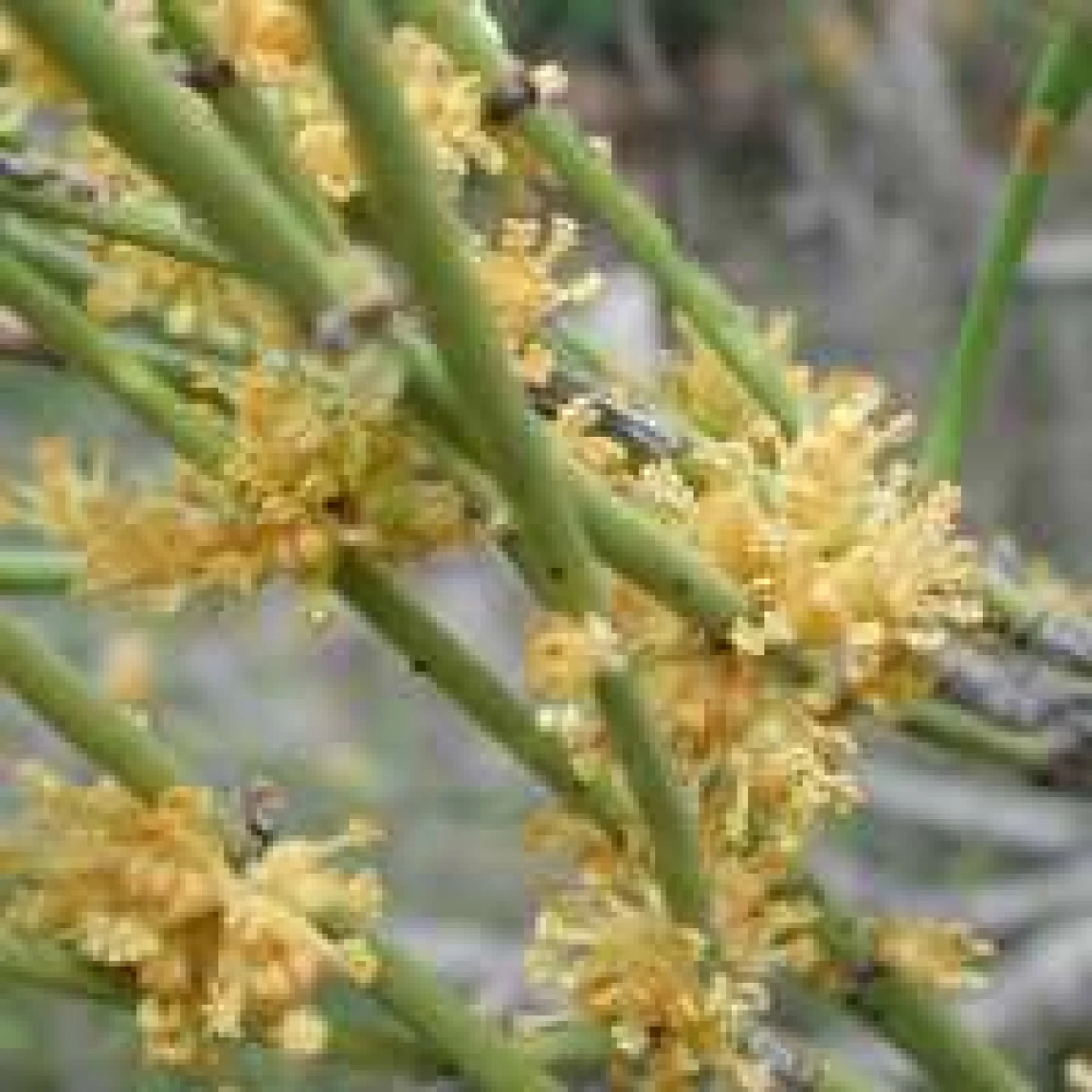 Ephedra viridis Flowers