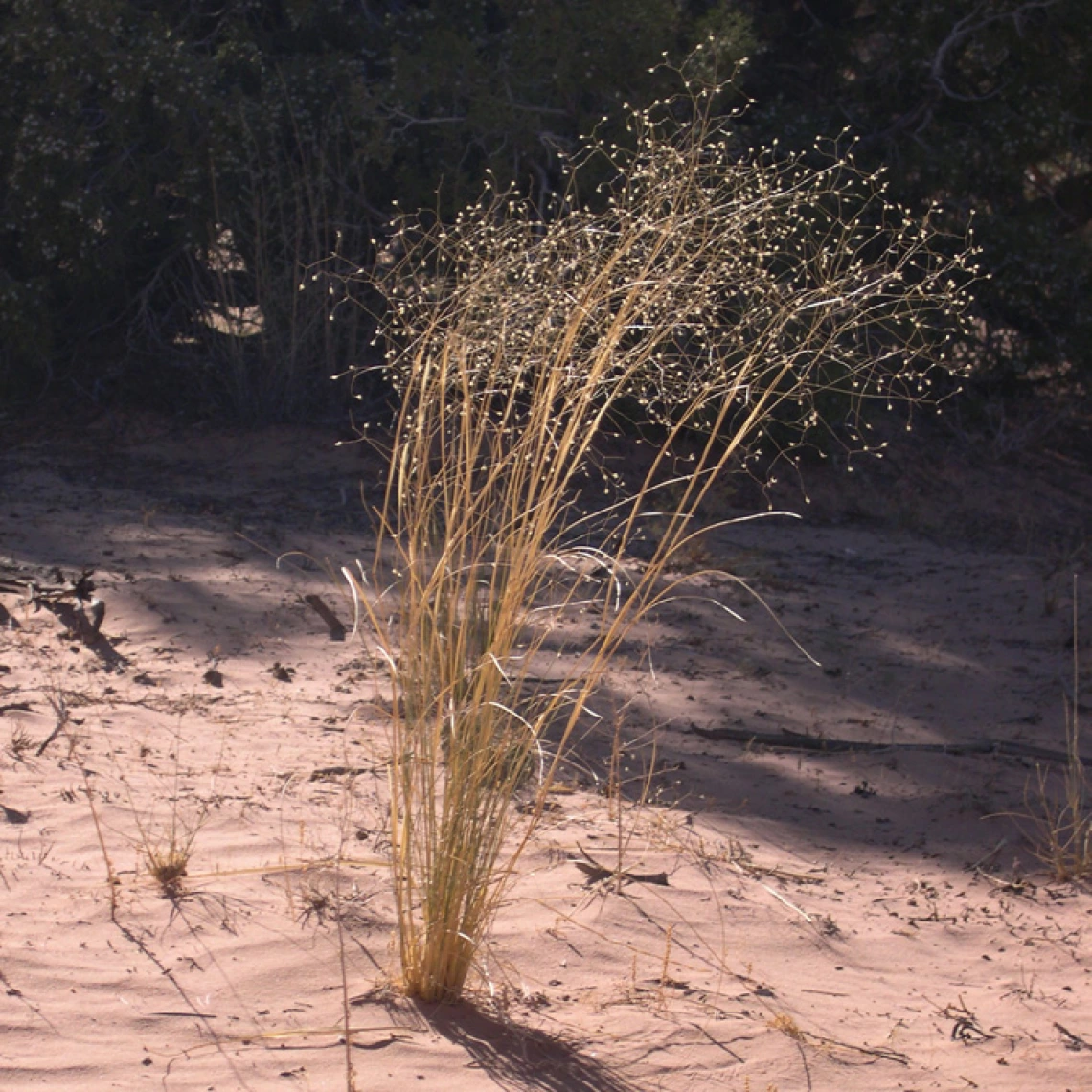 Achnatherum hymenoides 