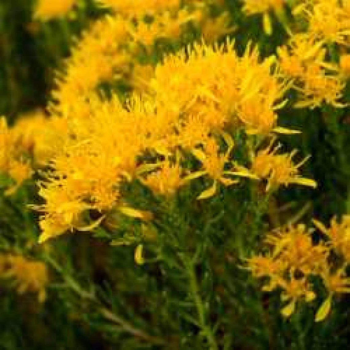 Ericameria laricifolia flowers