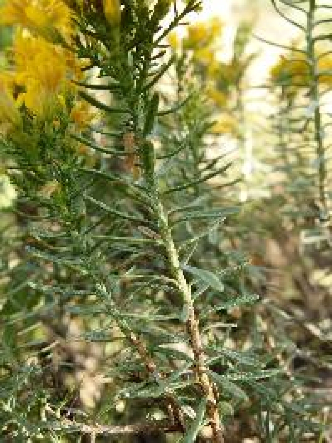 Ericameria laricifolia stem and leaves