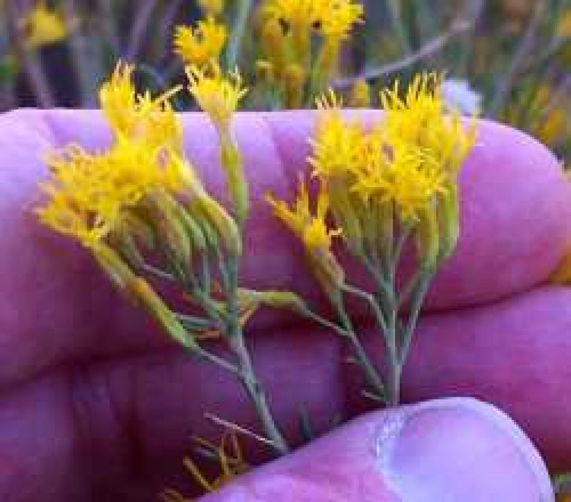 Ericameria nauseosa flowers close up