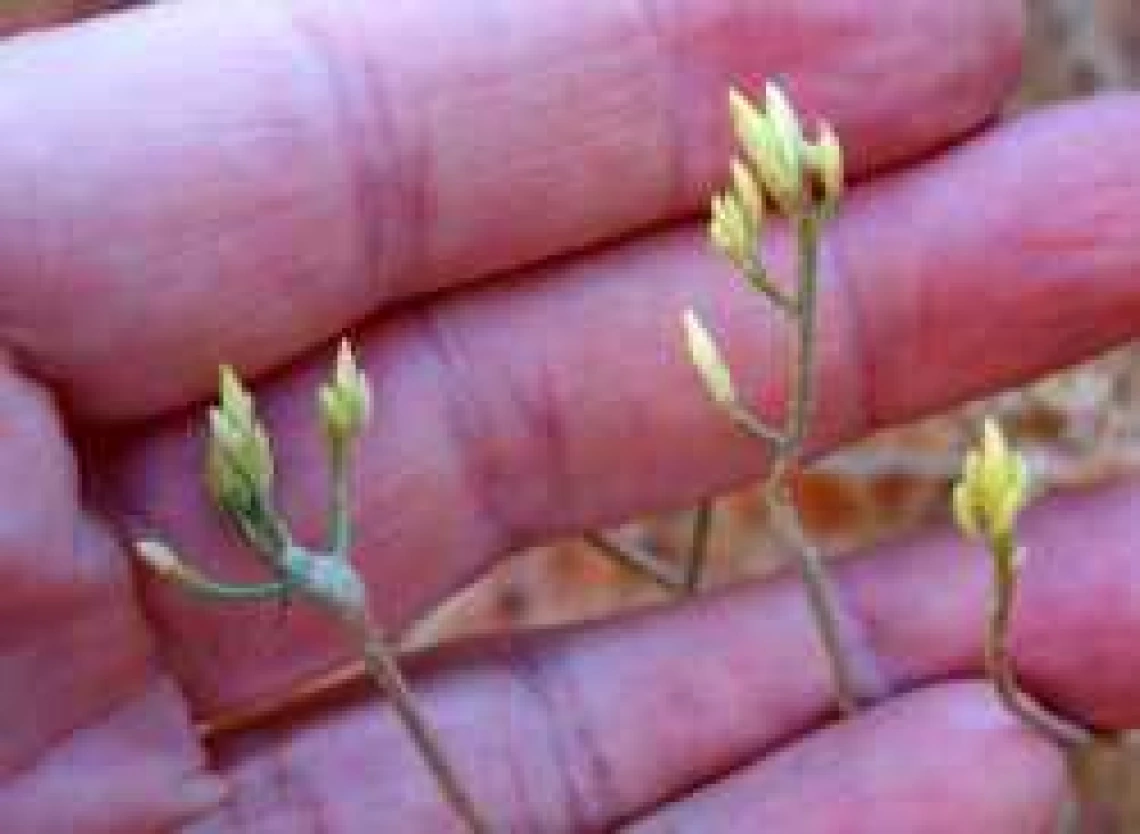 Ericameria nauseosa budding