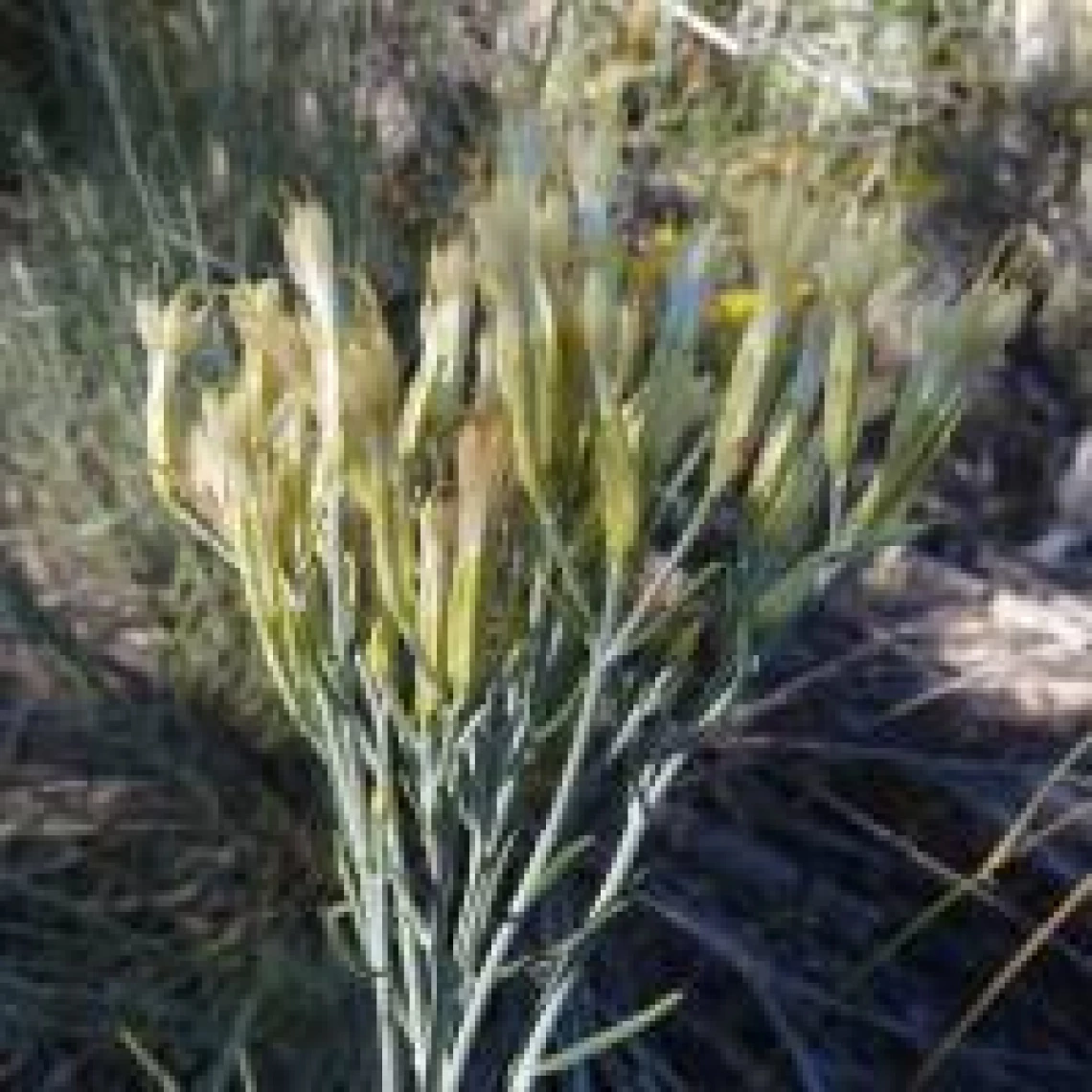 Ericameria nauseosa seeding