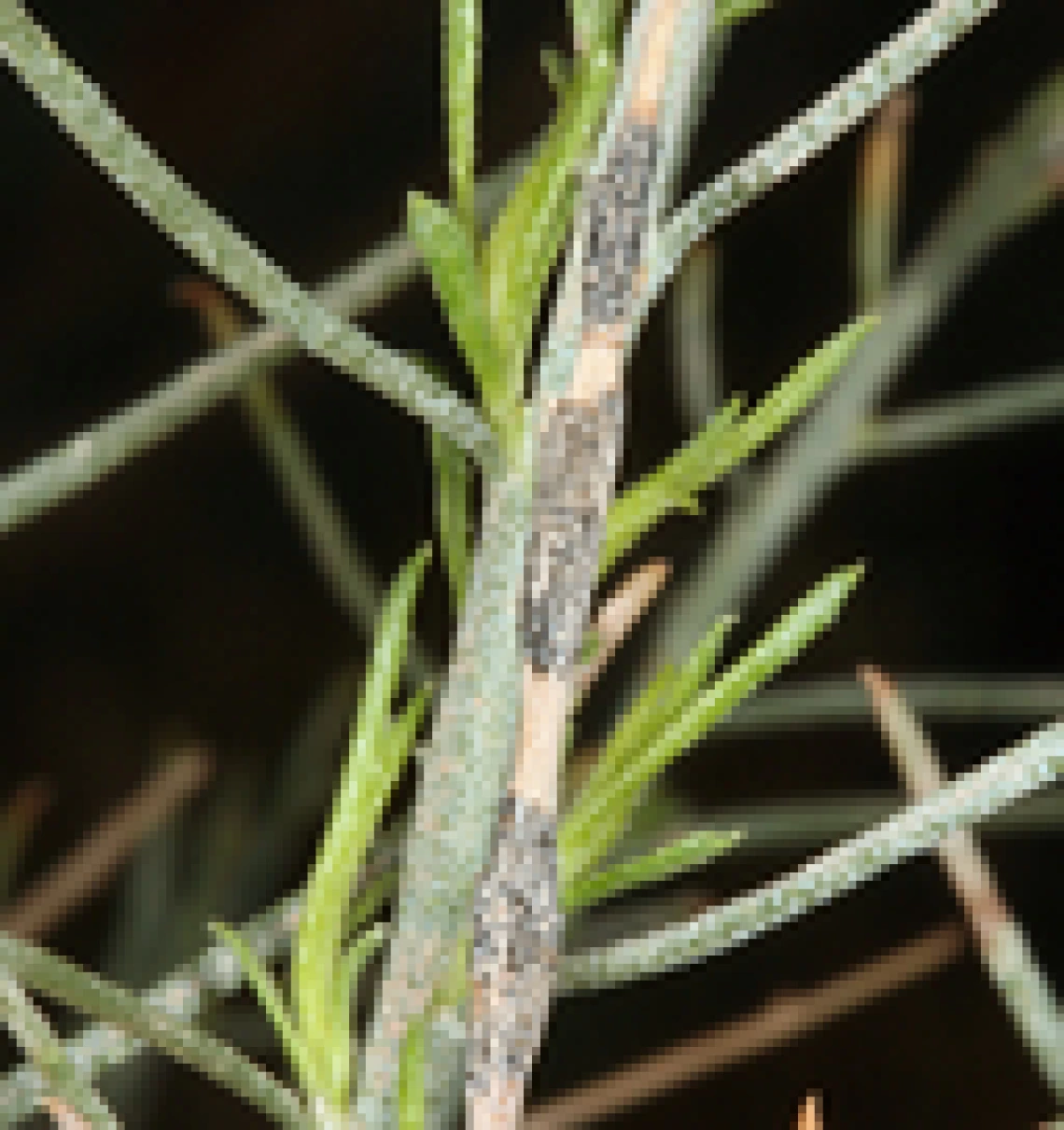 Ericameria paniculata