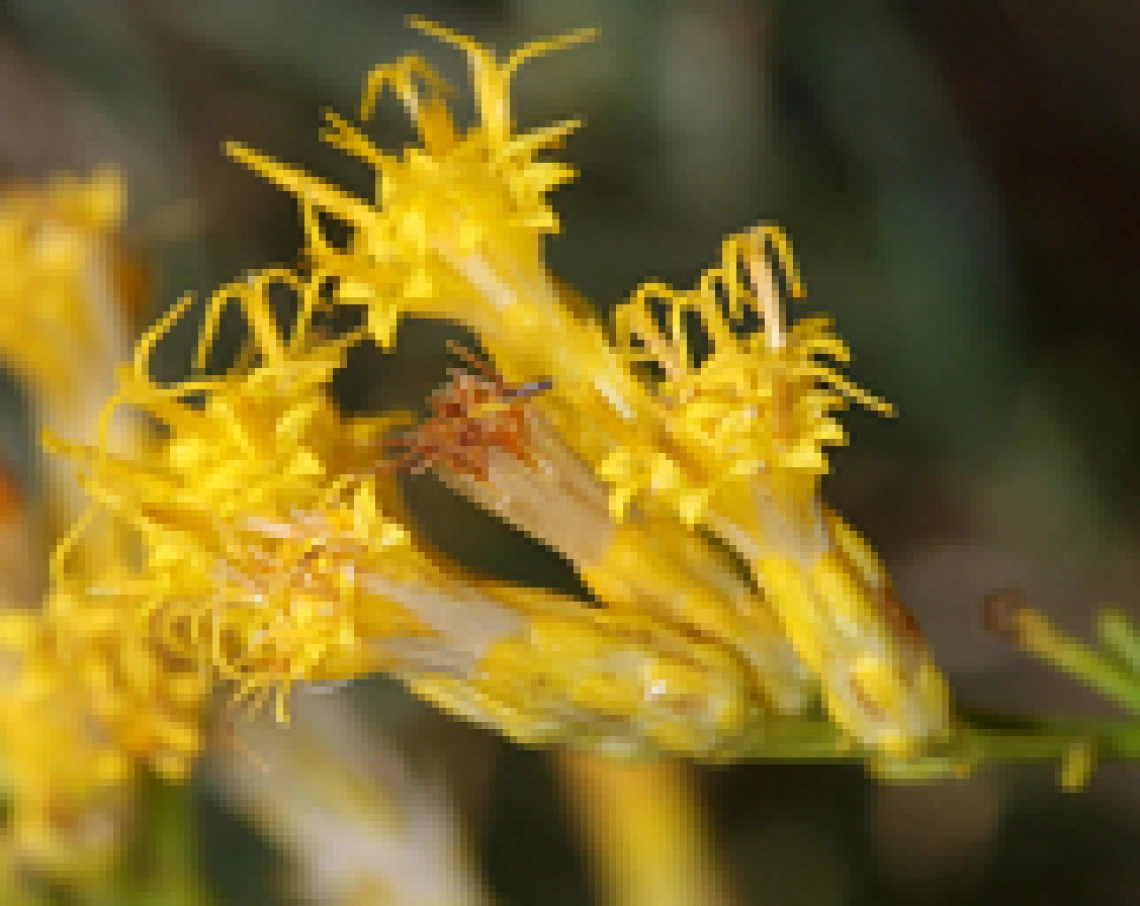 Ericameria paniculata flowers