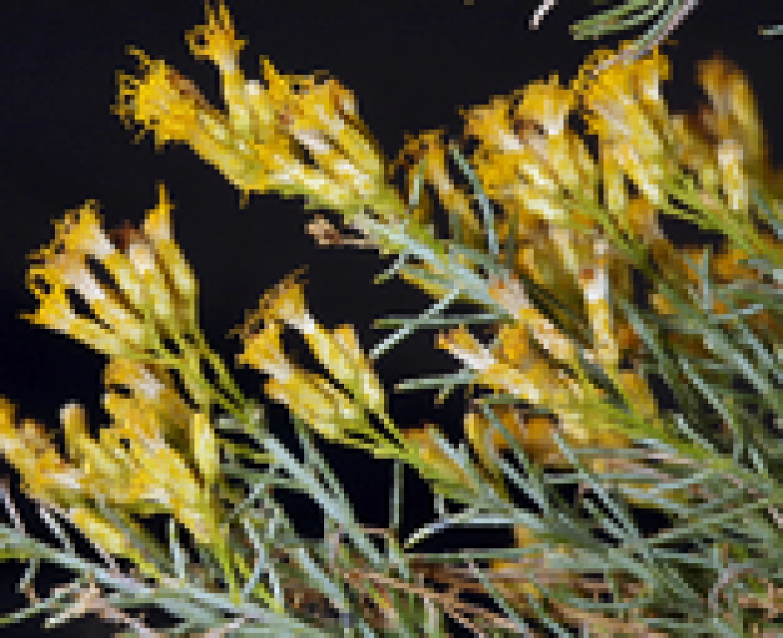 Ericameria paniculata