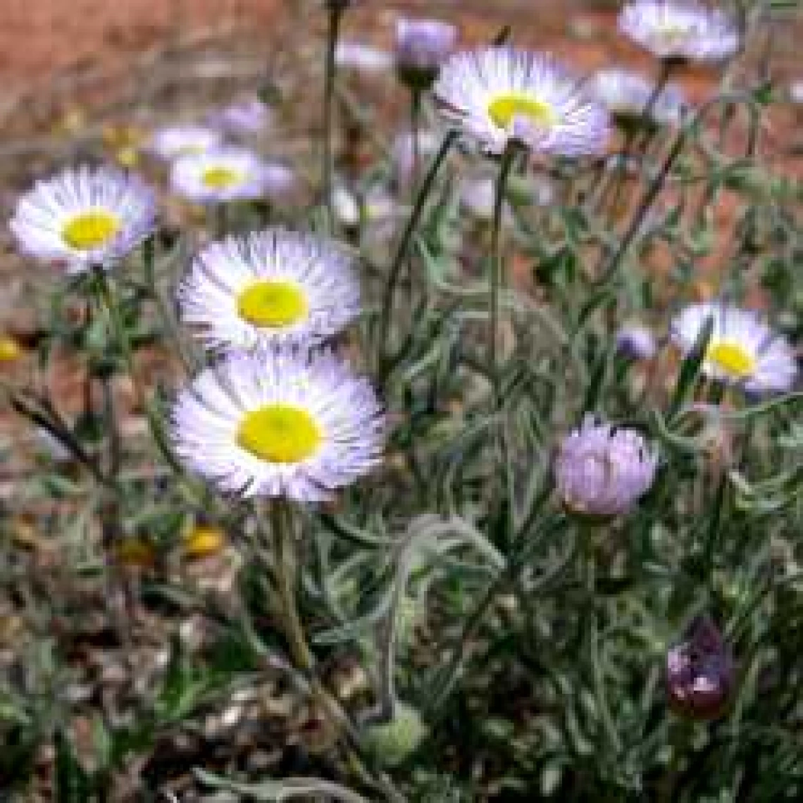 Erigeron divergens 
