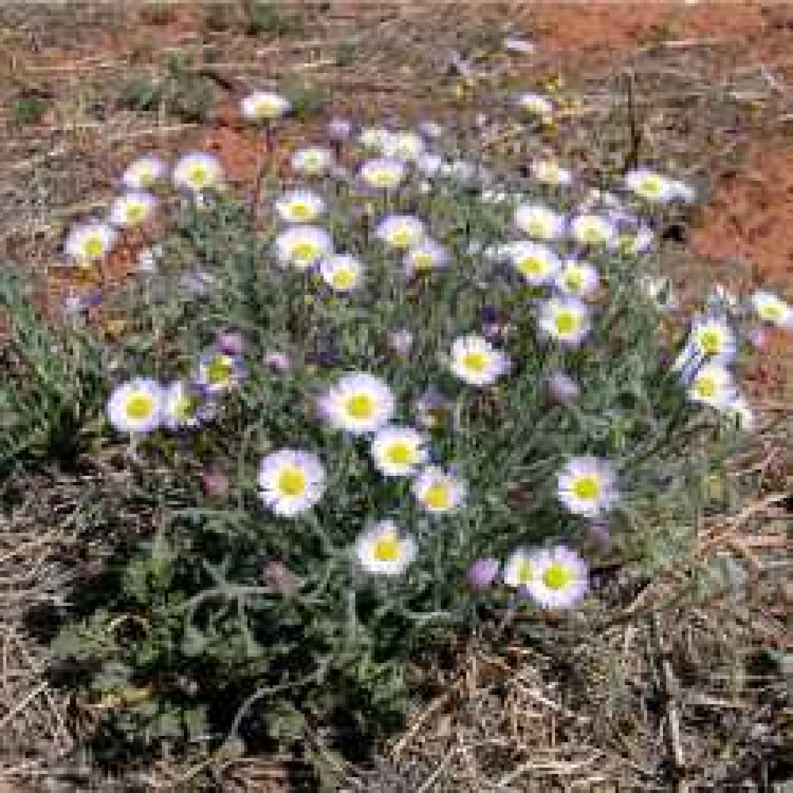 Erigeron divergens 