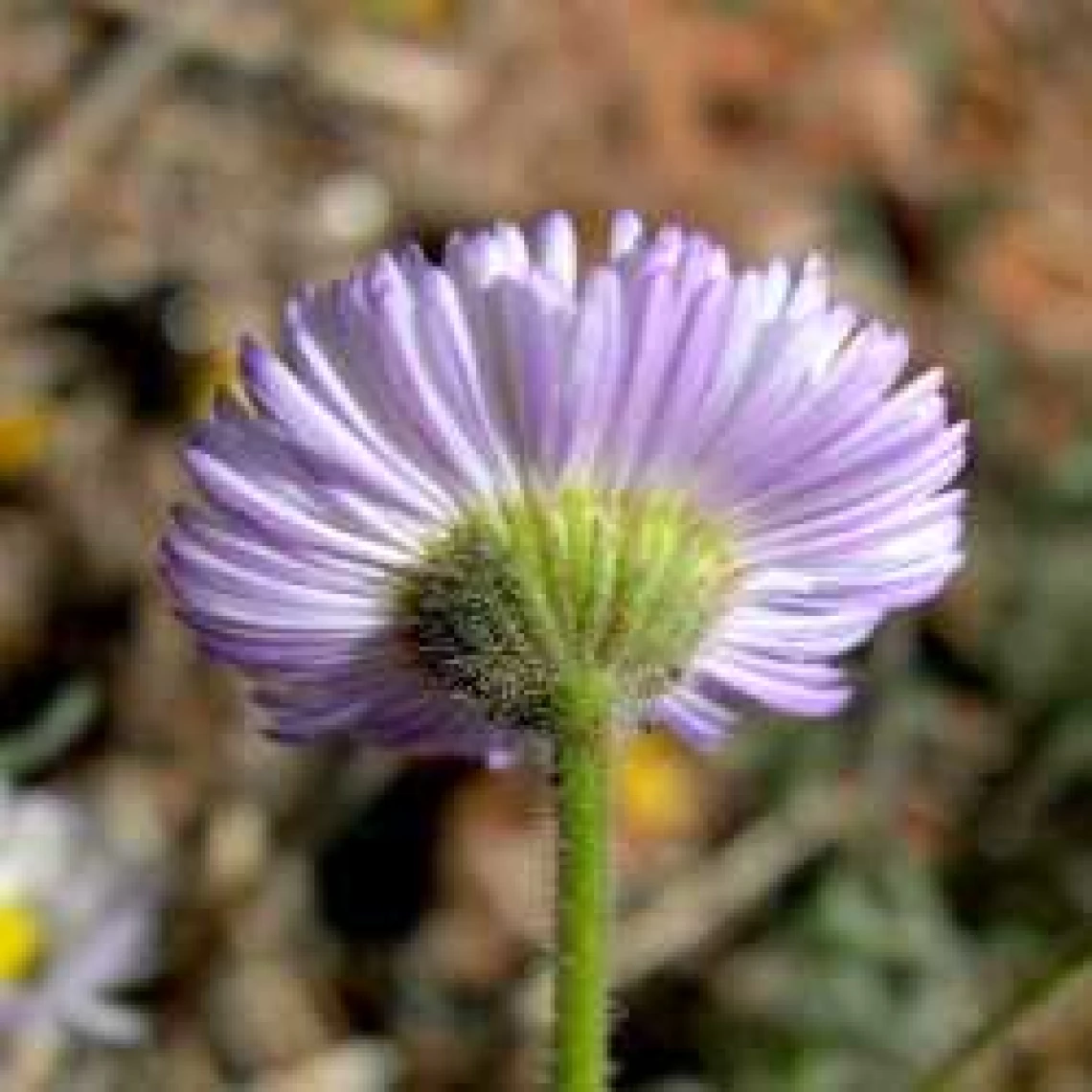 Erigeron divergens flower (back)