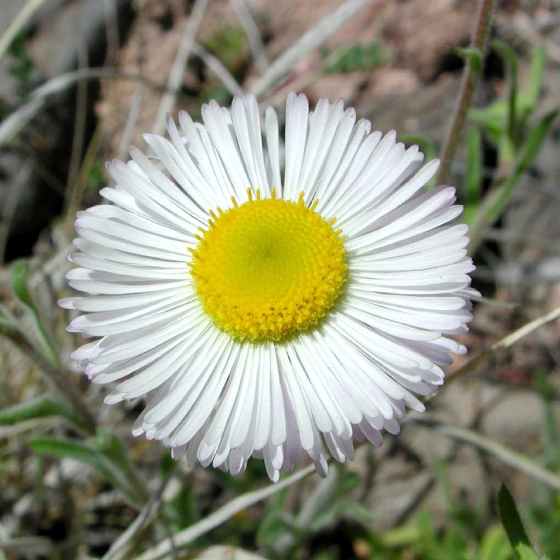 Erigeron divergens flower (front)