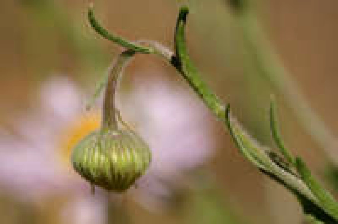 Erigeron divergens bud