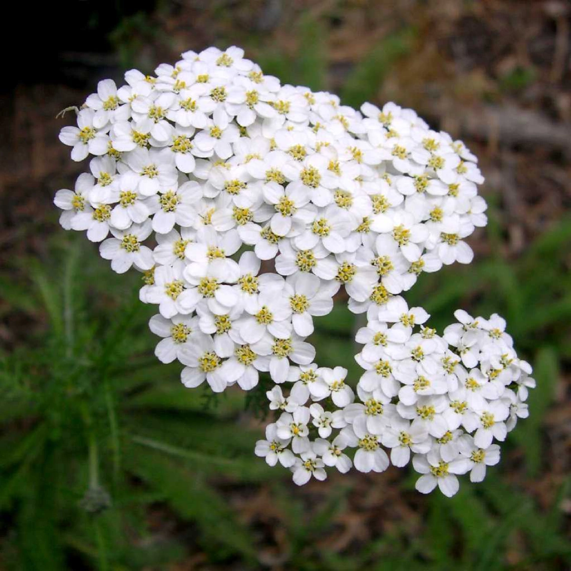 Achillea millefolium Flowers