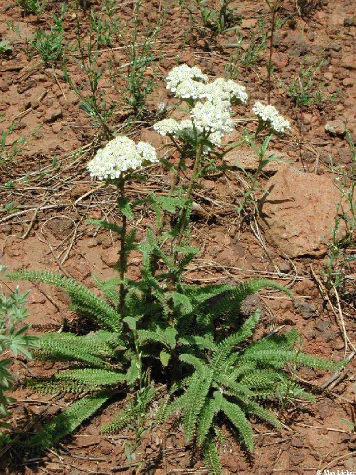 Achillea millefolium 