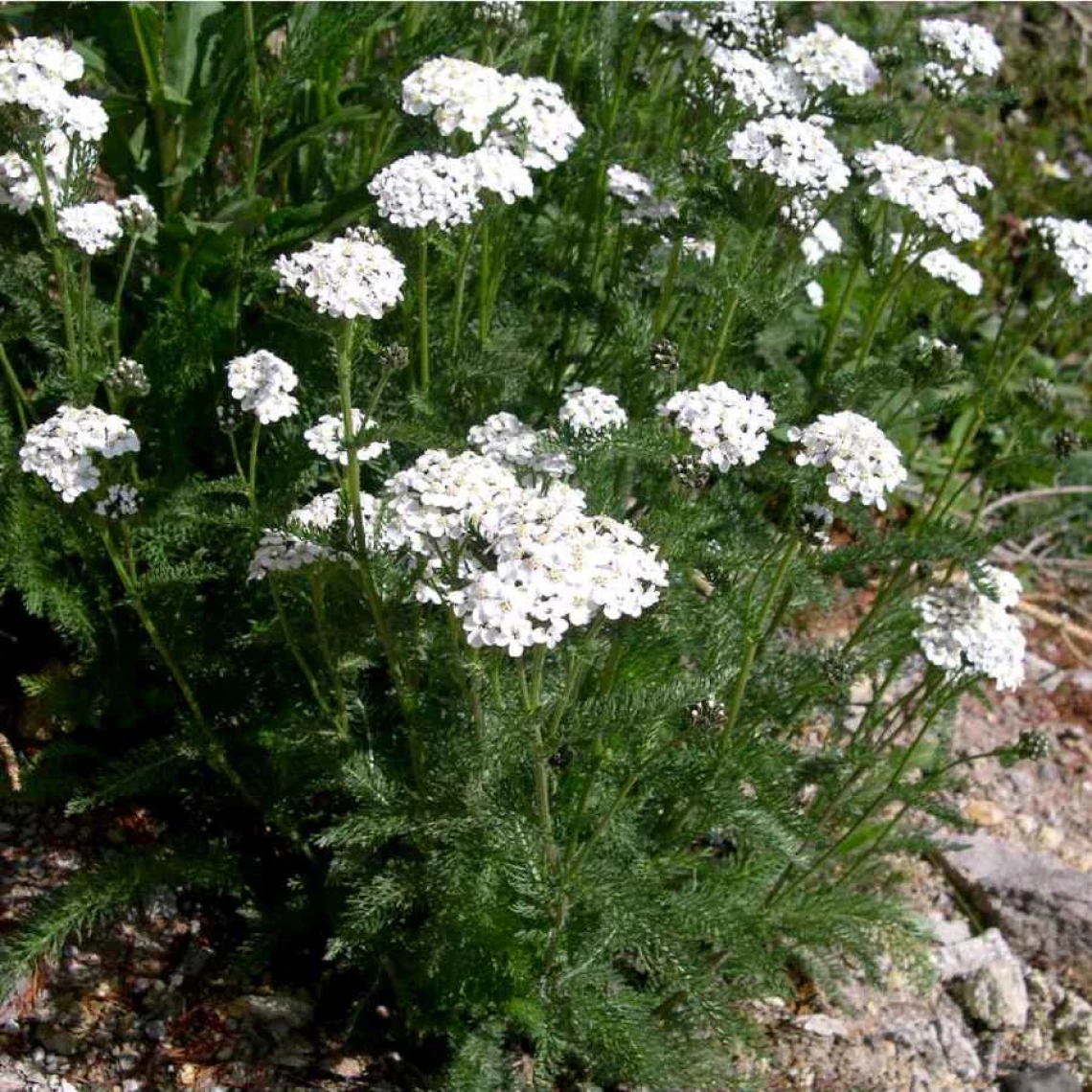 Achillea millefolium