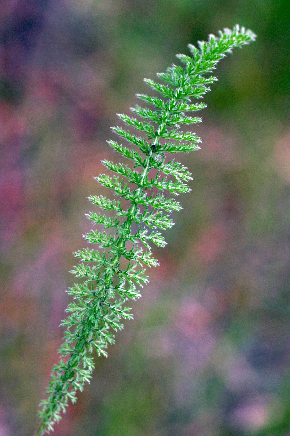 Achillea millefolium leaves