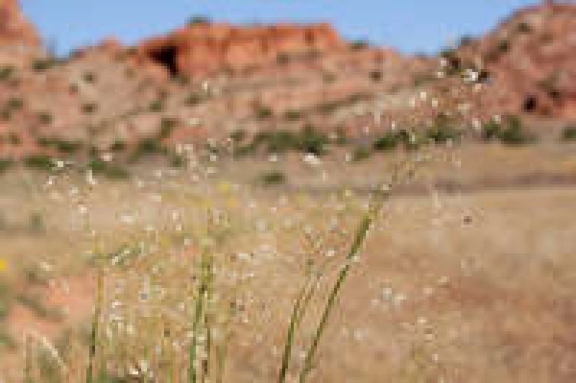 Achnatherum hymenoides seed heads