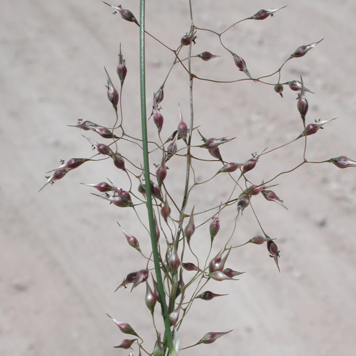 Achnatherum hymenoides seed head