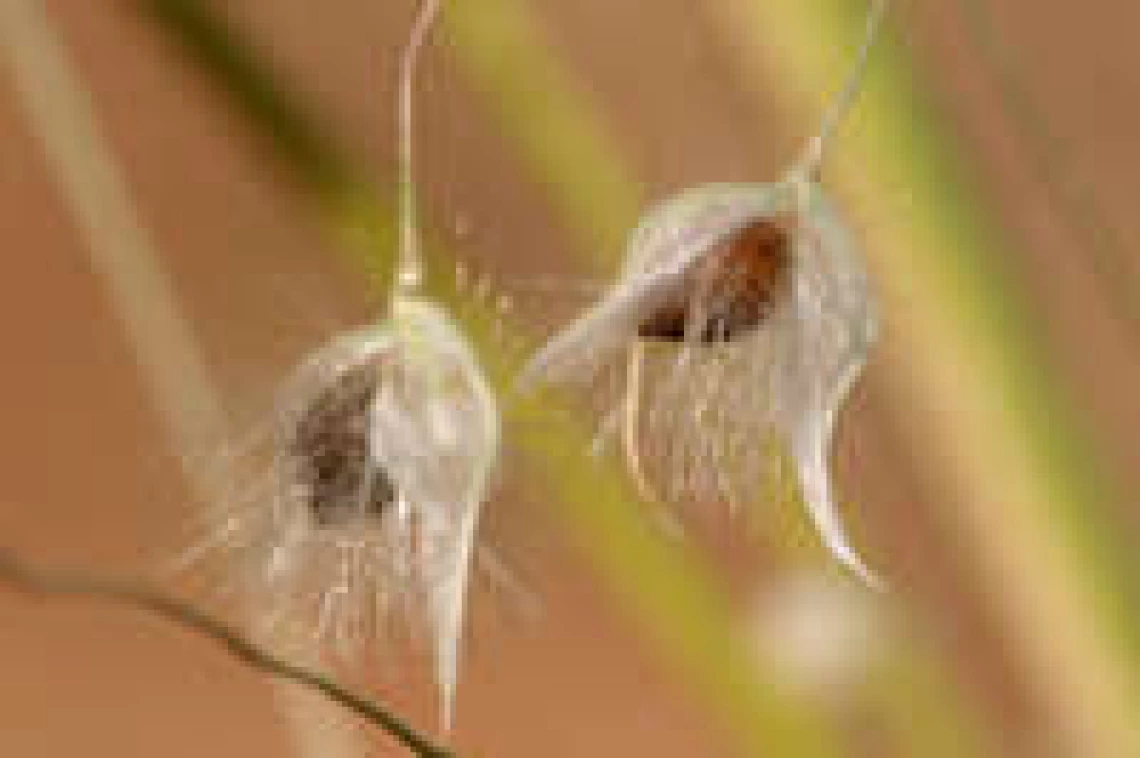 Achnatherum hymenoides seeds