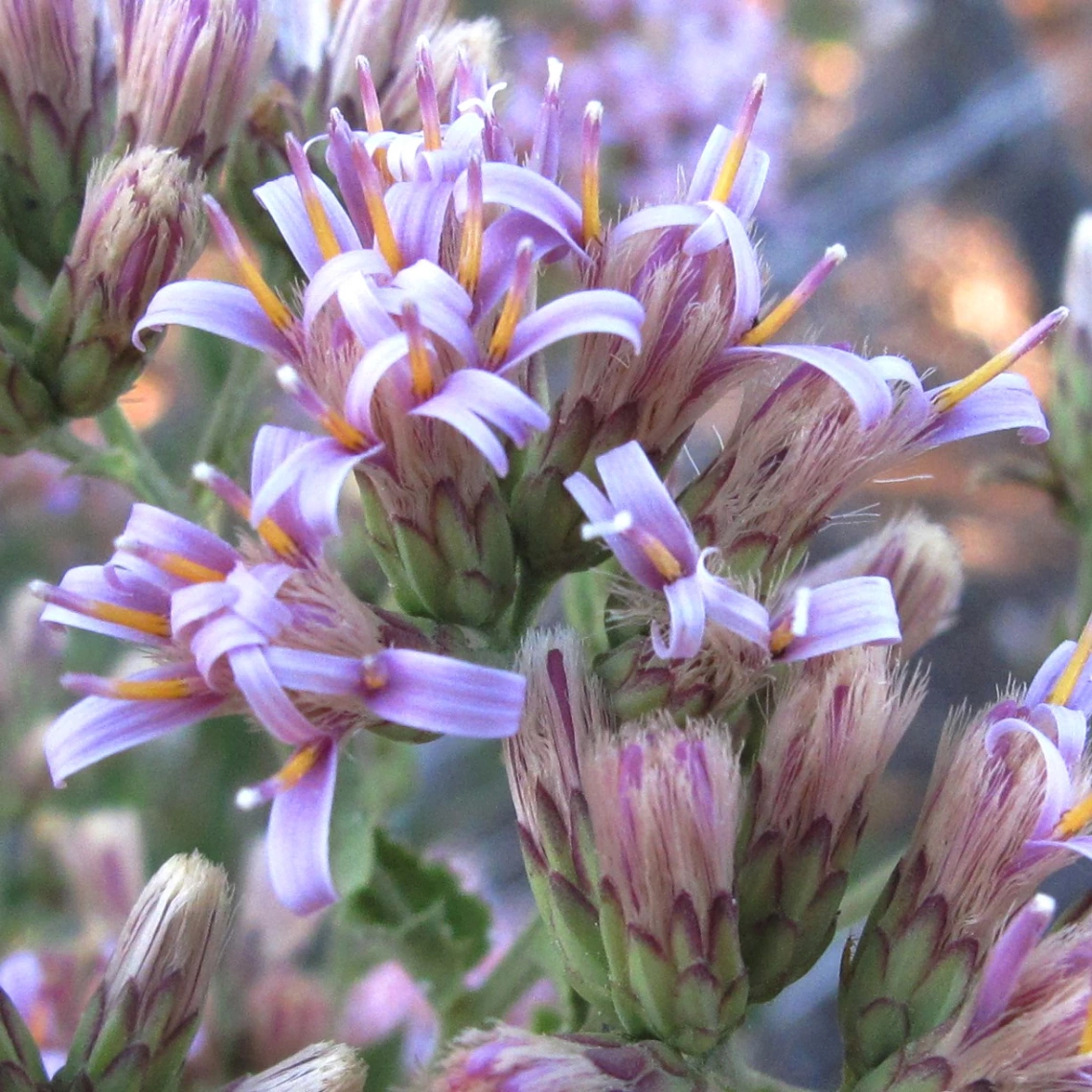 Acourtia wrightii flowers close up
