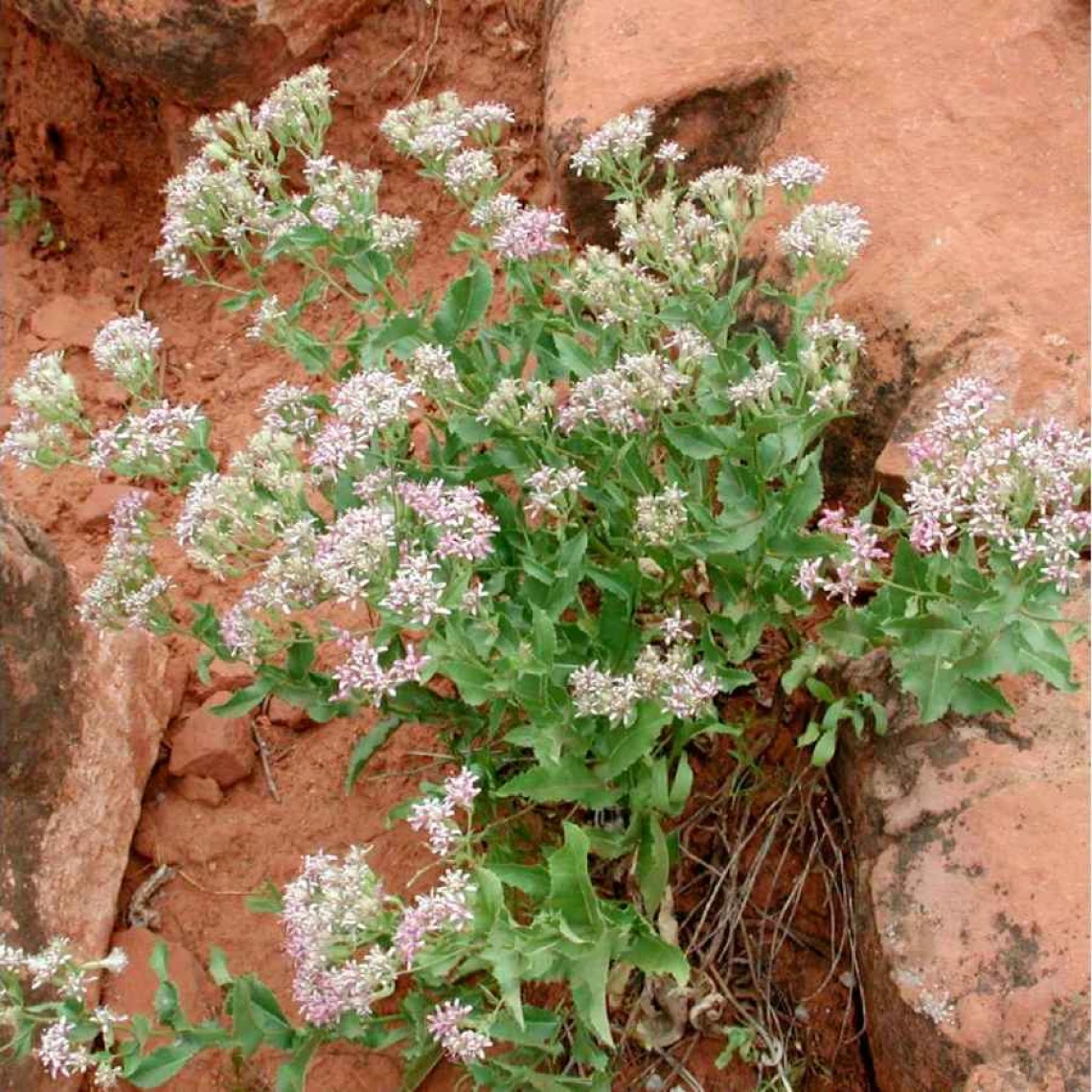 Acourtia wrightii