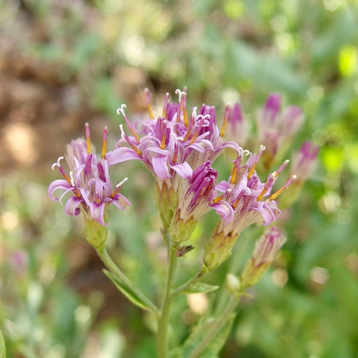 Acourtia wrightii flowers