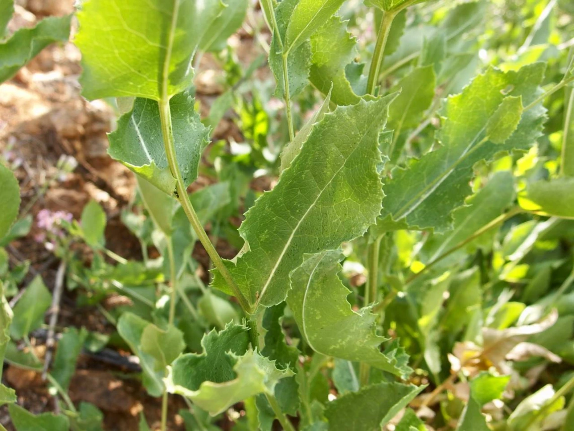 Acourtia wrightii leaves