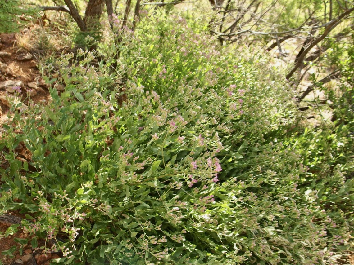 Acourtia wrightii