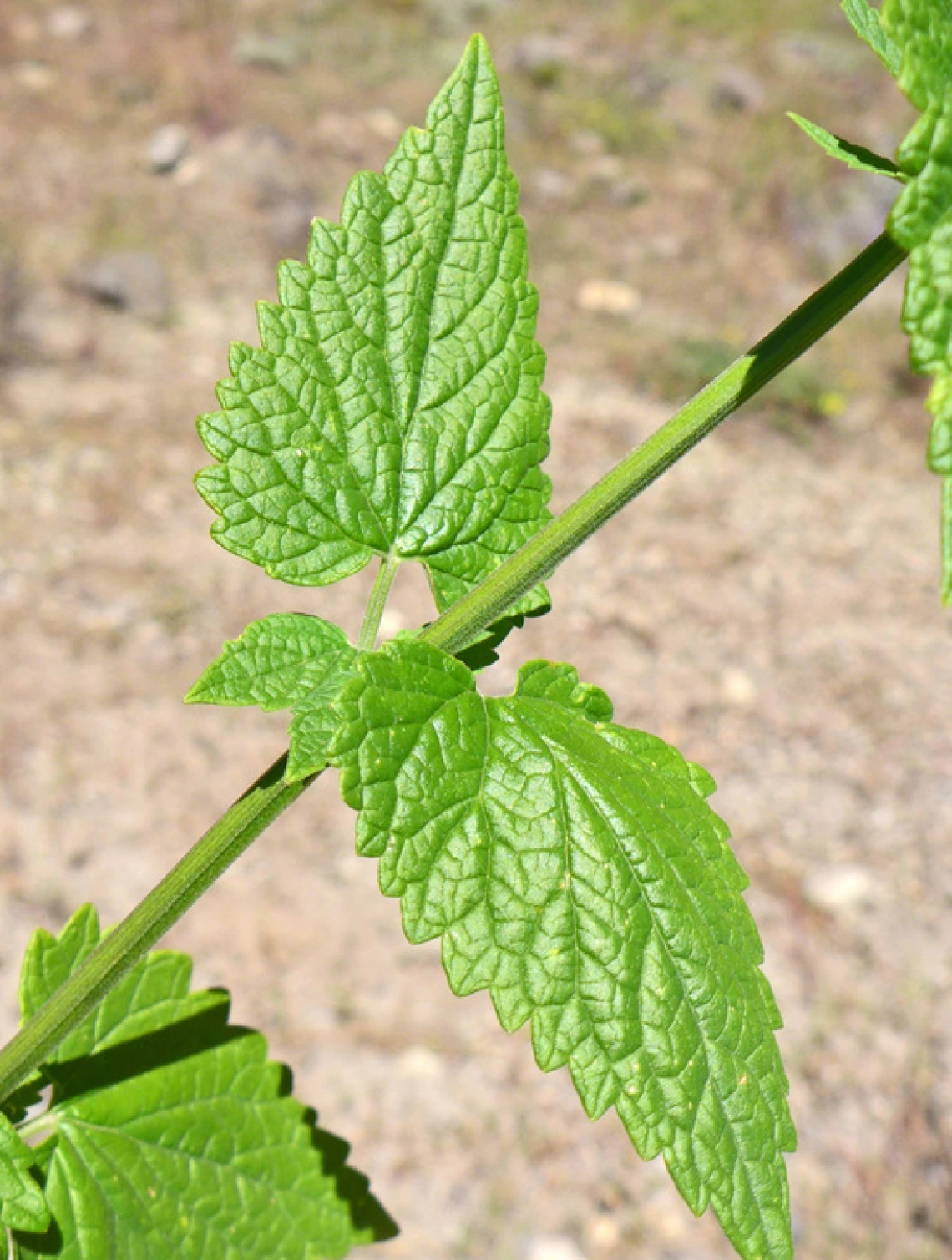 Agastache urticifolia